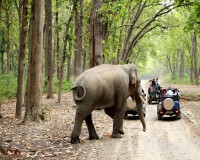 Image for Corbett National  Park Package 2 Nights 3 Days INR:6900/-